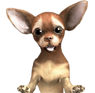 category chihuahua