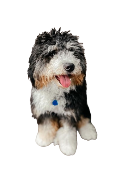 category bernedoodles