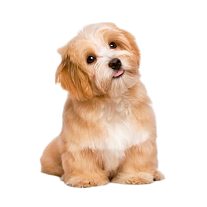 category cavapoo
