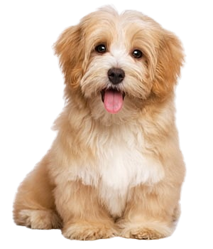 category havanese