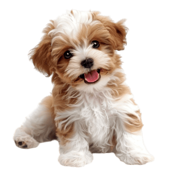 Category Maltipoo